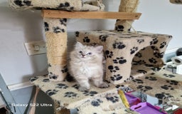 Ragdoll cats for sale: beautiful Ragdool ready for new parents - Image 10