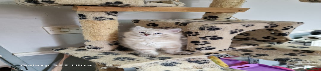 Ragdoll Kitten 7