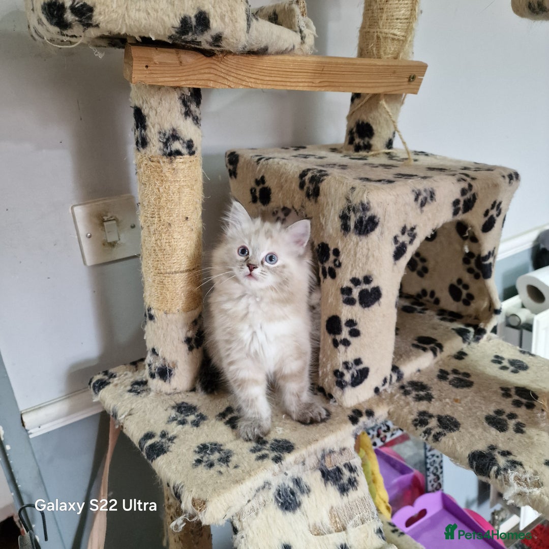 Ragdoll cats for sale: beautiful Ragdool ready for new parents - Image 10