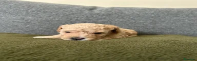 Cockapoo 2
