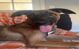 Mixed Breed dogs for sale: belgian malinois x lurcher - Image 2