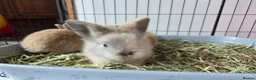 Mini Lion Lop rabbits for sale: 7 beautiful bunnies 🐰 ❤️  - Advert 1