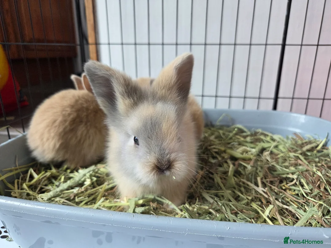 Mini Lion Lop rabbits for sale: 7 beautiful bunnies 🐰 ❤️  - Advert 1