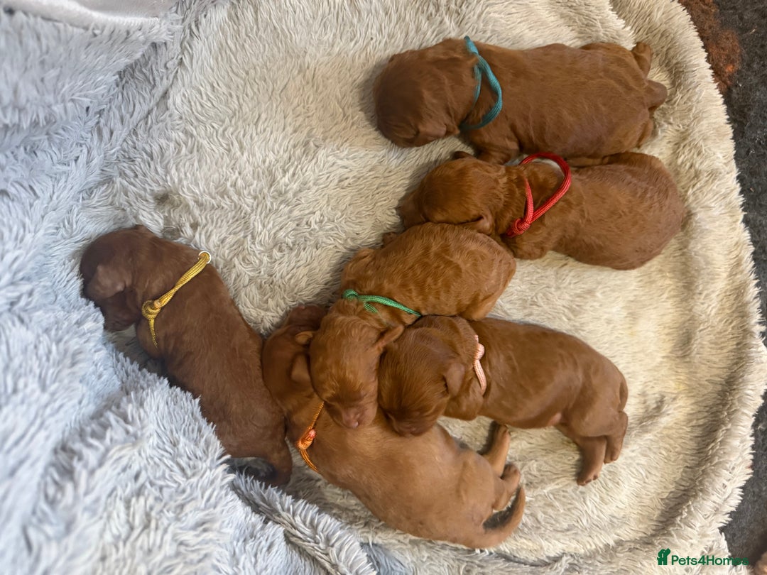 Cavapoo dogs for sale: Gorgeous F1b cavapoo pups  - Advert 7