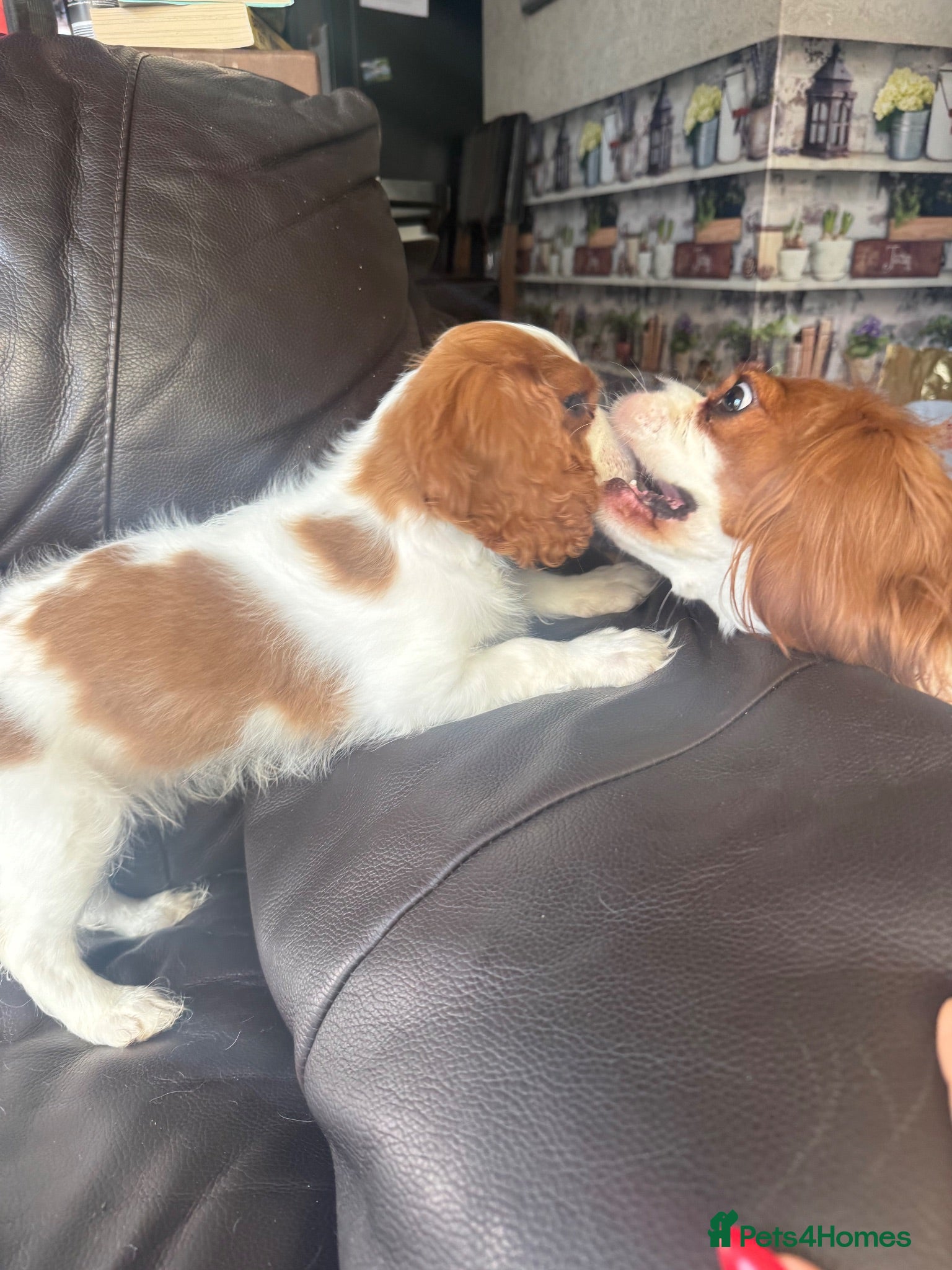 Cavalier King Charles Spaniel dogs Big fluffy boy(2.6kg) available  - Advert 2