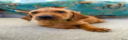 Labrador Retriever dogs for sale: Pedigree Puppies from a Family Home - Advert 2