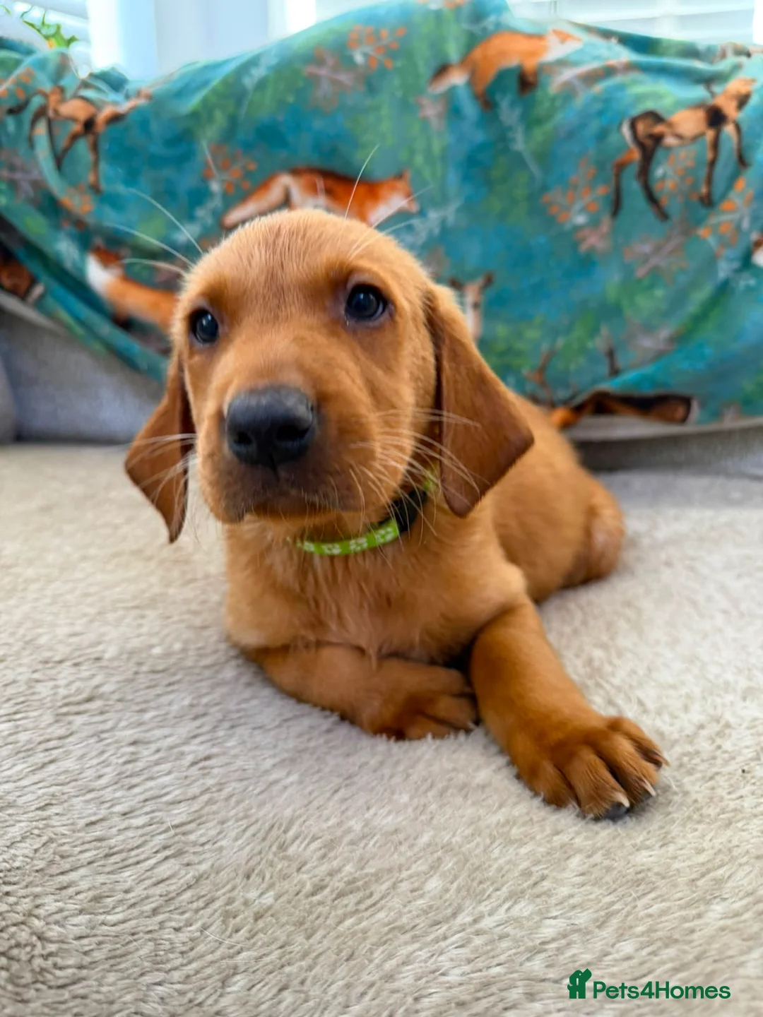 Labrador Retriever dogs for sale: Pedigree Puppies from a Family Home - Advert 2