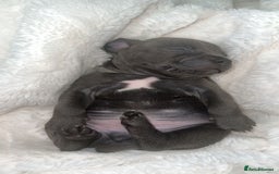 Staffordshire Bull Terrier dogs for sale: KC REG - Blue Staffordshire Bull Terrier Pups - Image 9