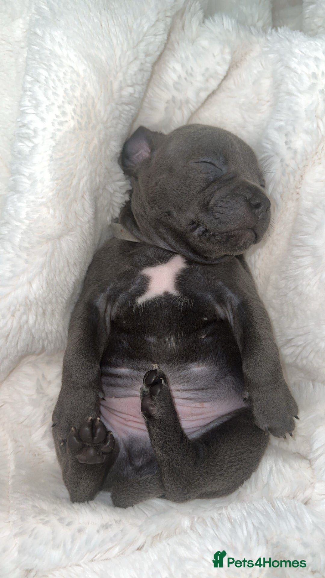 Staffordshire Bull Terrier dogs for sale: KC REG - Blue Staffordshire Bull Terrier Pups - Image 9
