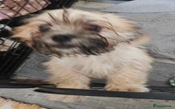 Zuchon dogs for sale: Male zuchon puppy 4mths - Image 6