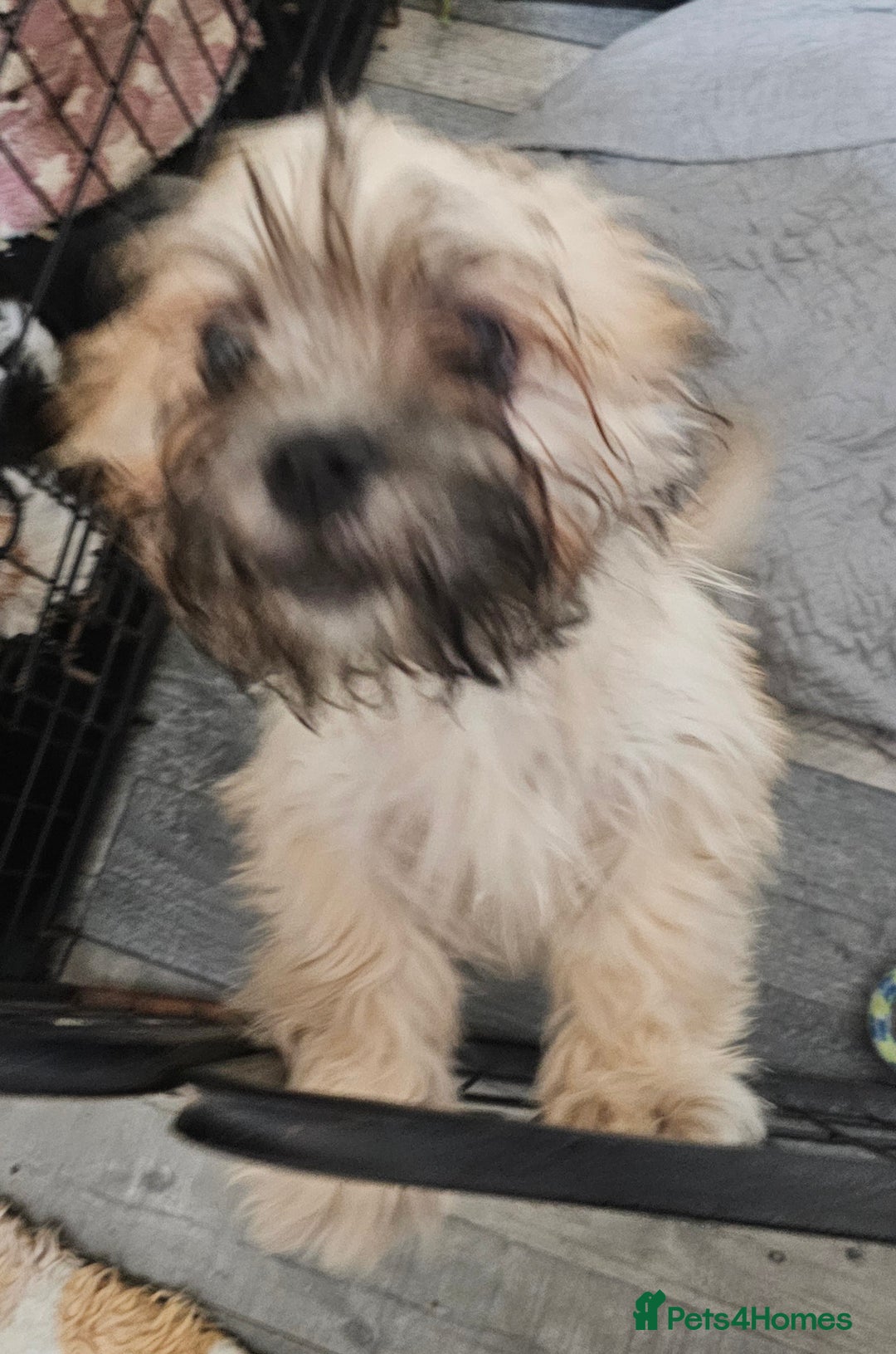 Zuchon dogs for sale: Male zuchon puppy 4mths - Image 6