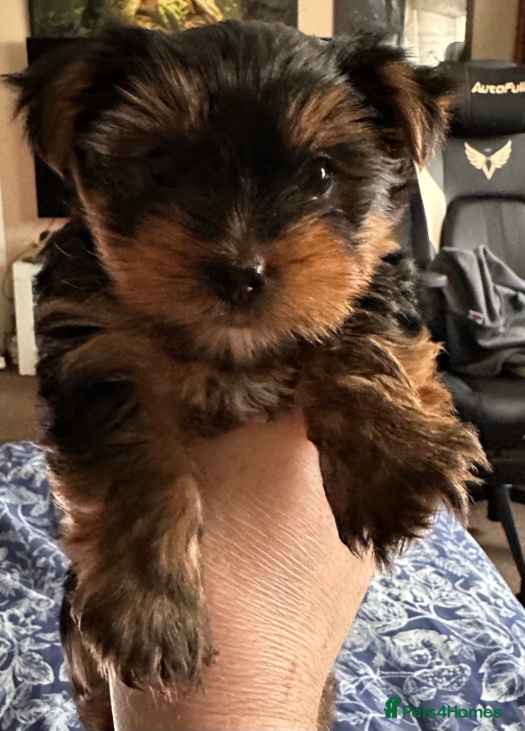 Yorkshire Terrier dogs for sale: KC registered Yorkshire Terrier puppy in Worthing - Image 2