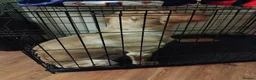 Cockapoo dogs for sale: Cockerpoo (cooper) - Advert 2