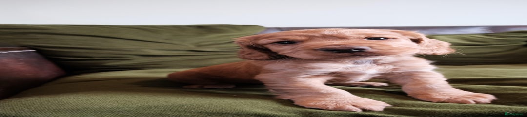 Cocker Spaniel Puppy 1