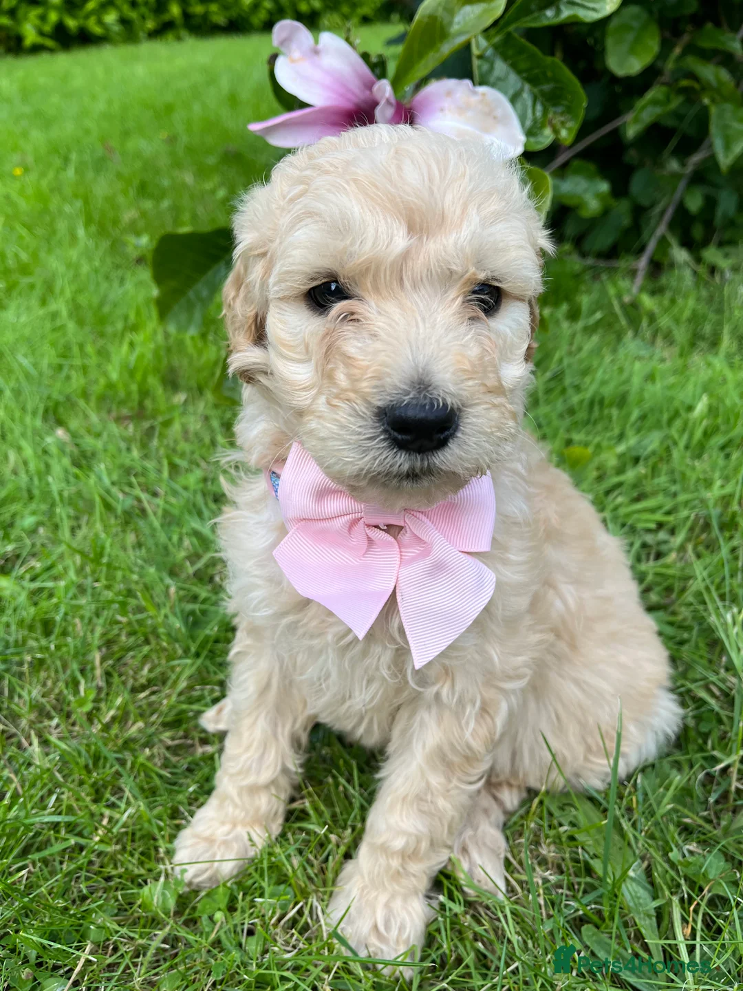 Goldendoodle dogs for sale: Standard GoldenDoodle Puppies - Advert 5