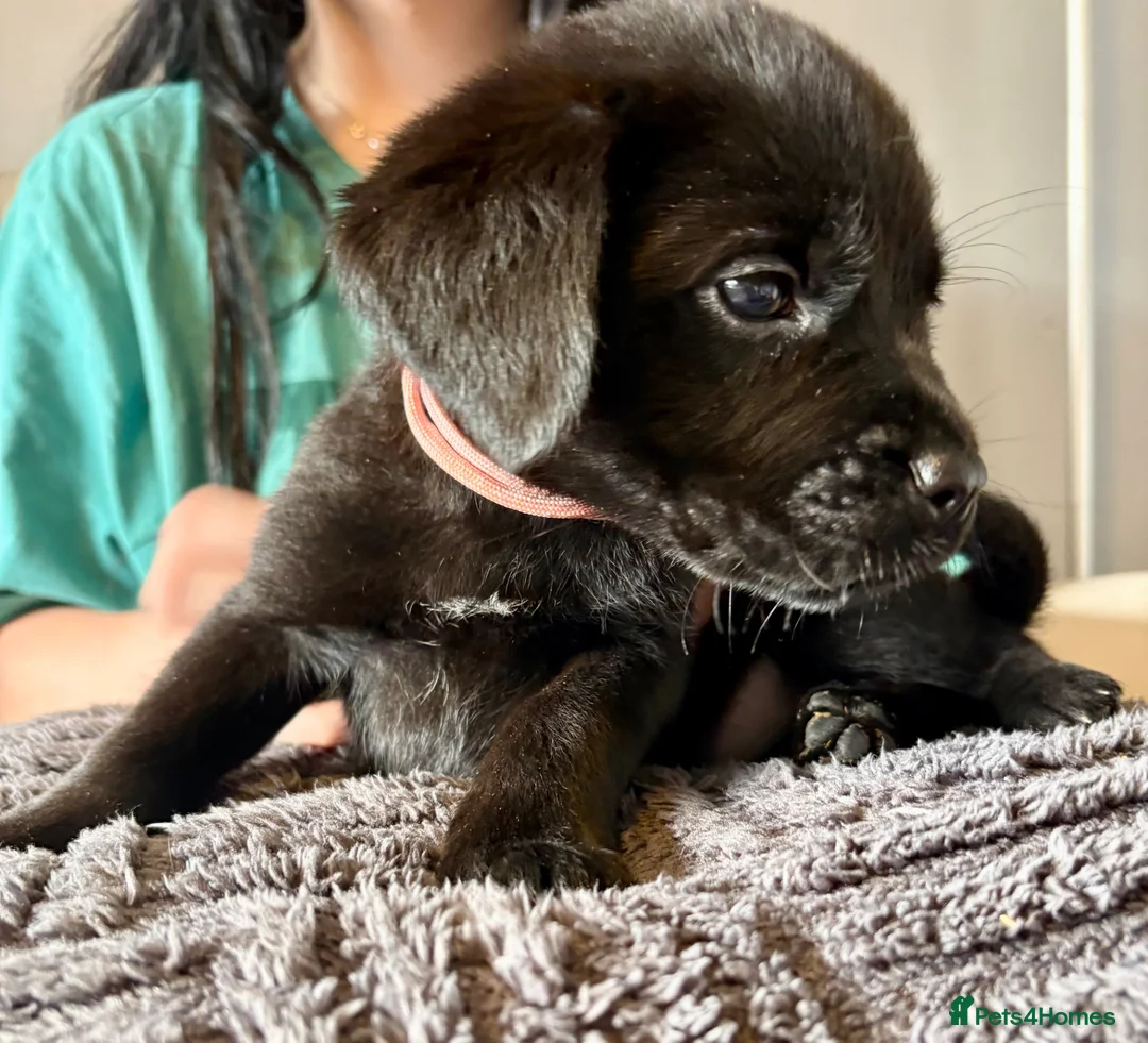 Mixed Breed dogs for sale: Old English mastiff x Labrador puppies from £750 - Advert 2
