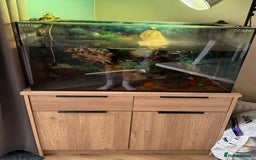 Turtle reptiles for sale: Diamond back terrapin, and Pink belly side neck  - Image 1