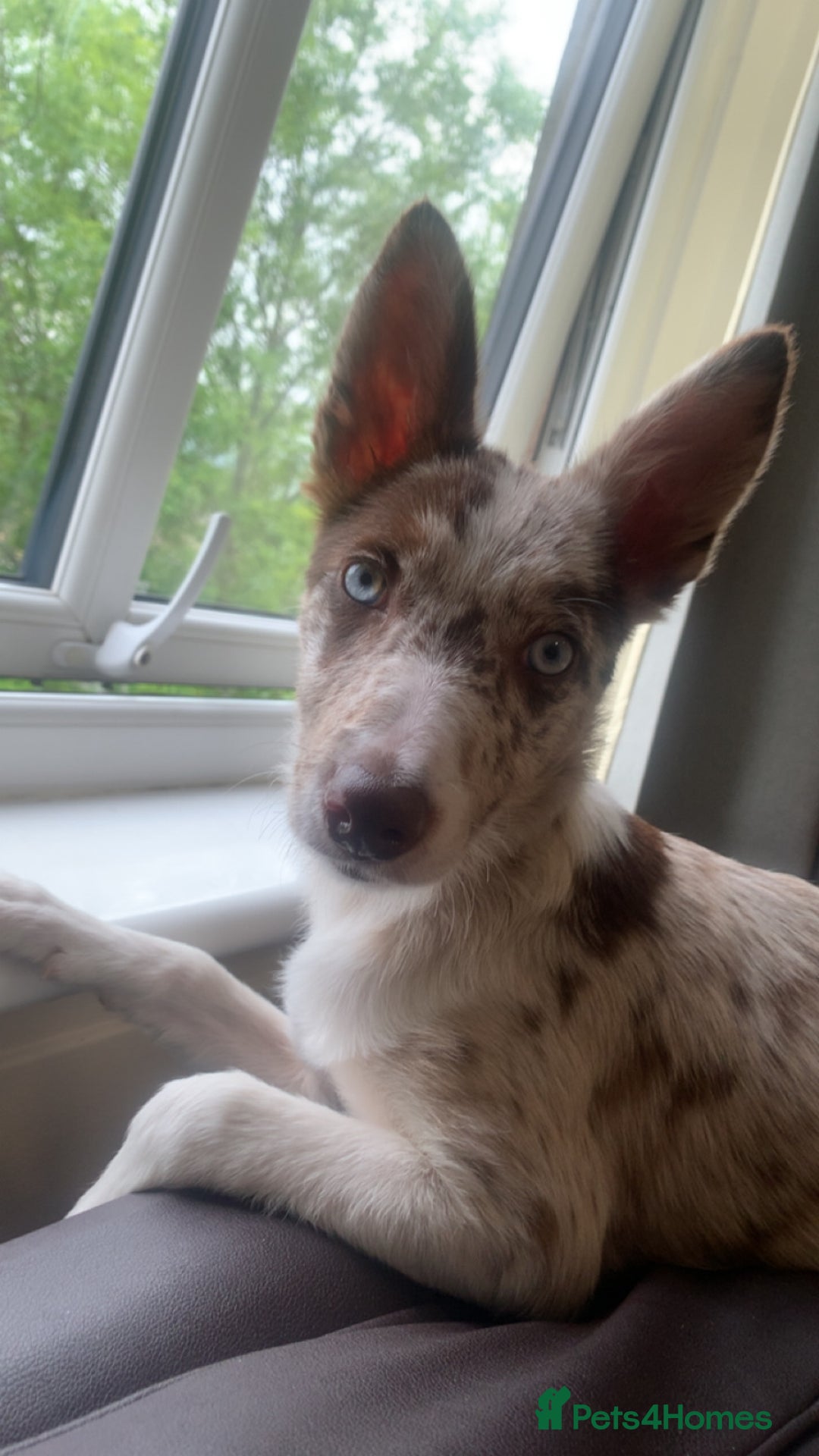Border Collie dogs for sale: 6 month collie bitch for sale  - Image 10
