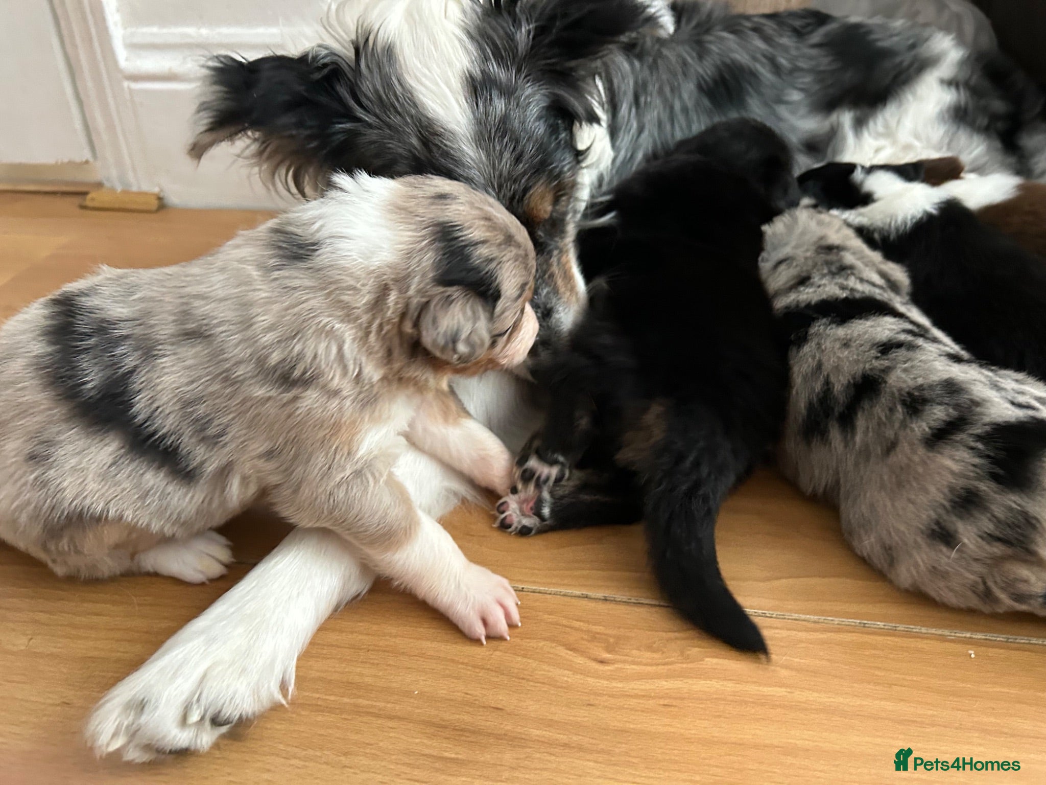 Border Collie dogs Beautiful Merle female border collie - Advert 2