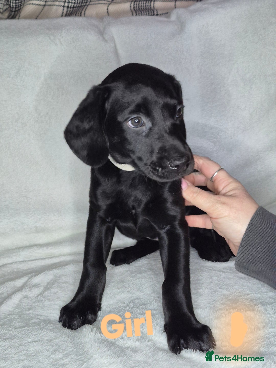 Mixed Breed dogs for sale: 6 mixed breed puppies - Advert 8