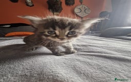 Maine Coon cats for sale: 3 main coon mix kittens - Image 6