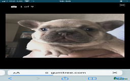 French Bulldog dogs for sale: 2 French Bulldog Puppy’s available - Image 10