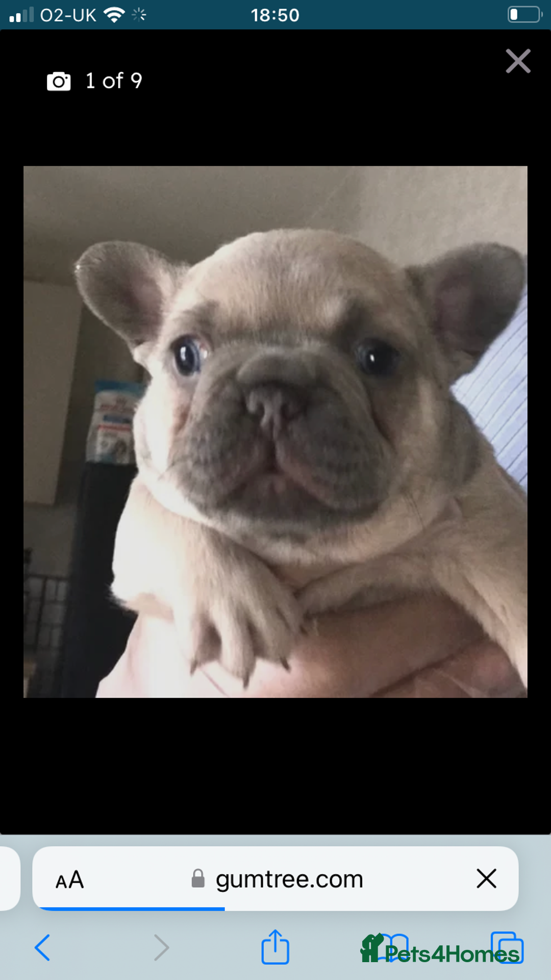 French Bulldog dogs for sale: 2 French Bulldog Puppy’s available - Image 10