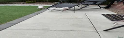Italian Greyhound dogs for sale: Italian greyhound puppies  - Advert 10