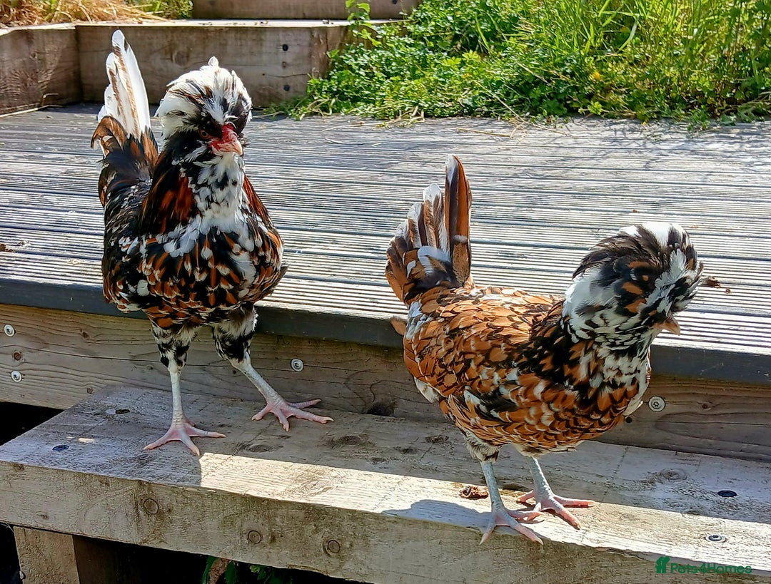 Chickens poultry for sale: Purebred Polish Tolbunt pairs - Image 2
