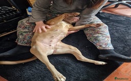 Mixed Breed dogs for sale: Kaya 3 year old - Image 5
