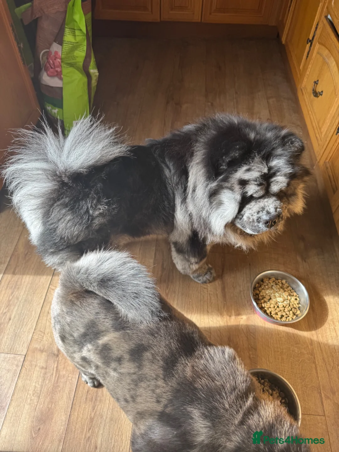 Chow Chow dogs for stud: Zoro - Black Merle carrying blue & choc - Advert 7