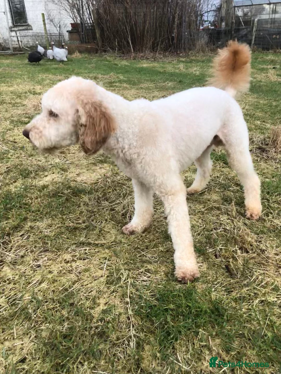 Miniature Poodle dogs for stud: Apricot stud. DNA health tested KCreg colour panel in Dunblane - Image 1