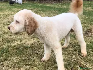 Miniature Poodle dogs Apricot stud. DNA health tested KCreg colour panel in Dunblane - Advert 3