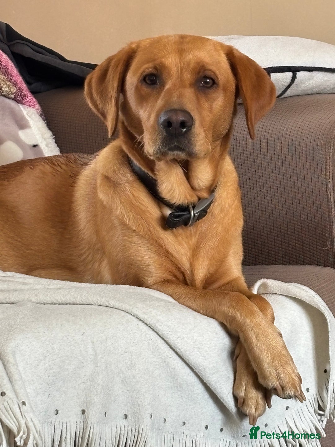 Labrador Retriever dogs for sale: Gorgeous Red Labrador Pups - Image 18