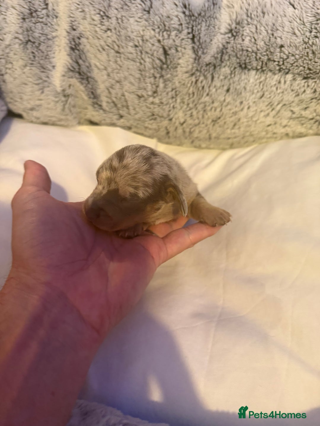 Dachshund dogs for sale: Dapple Dachshund Puppies - Image 14
