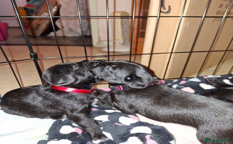 Mixed Breed dogs - Advert 13