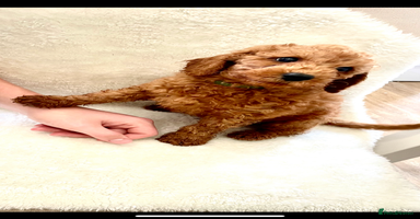 Cavapoo dogs - Advert 11