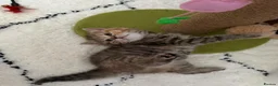 British Shorthair cats for sale: Cutest bsh babies 🤍🦋🤍  - Advert 13
