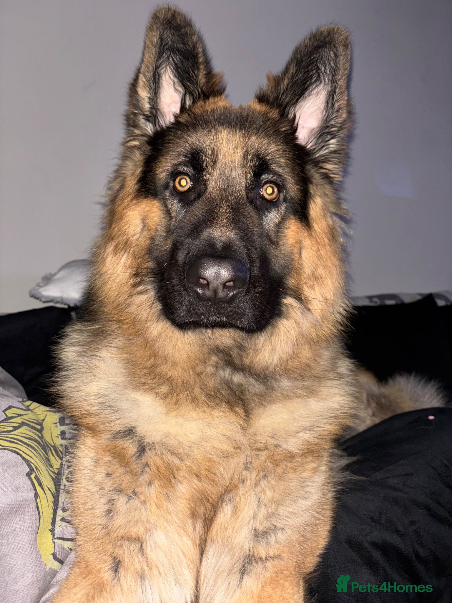 German Shepherd dogs for sale: German Shepard  in Manchester - Advert 4