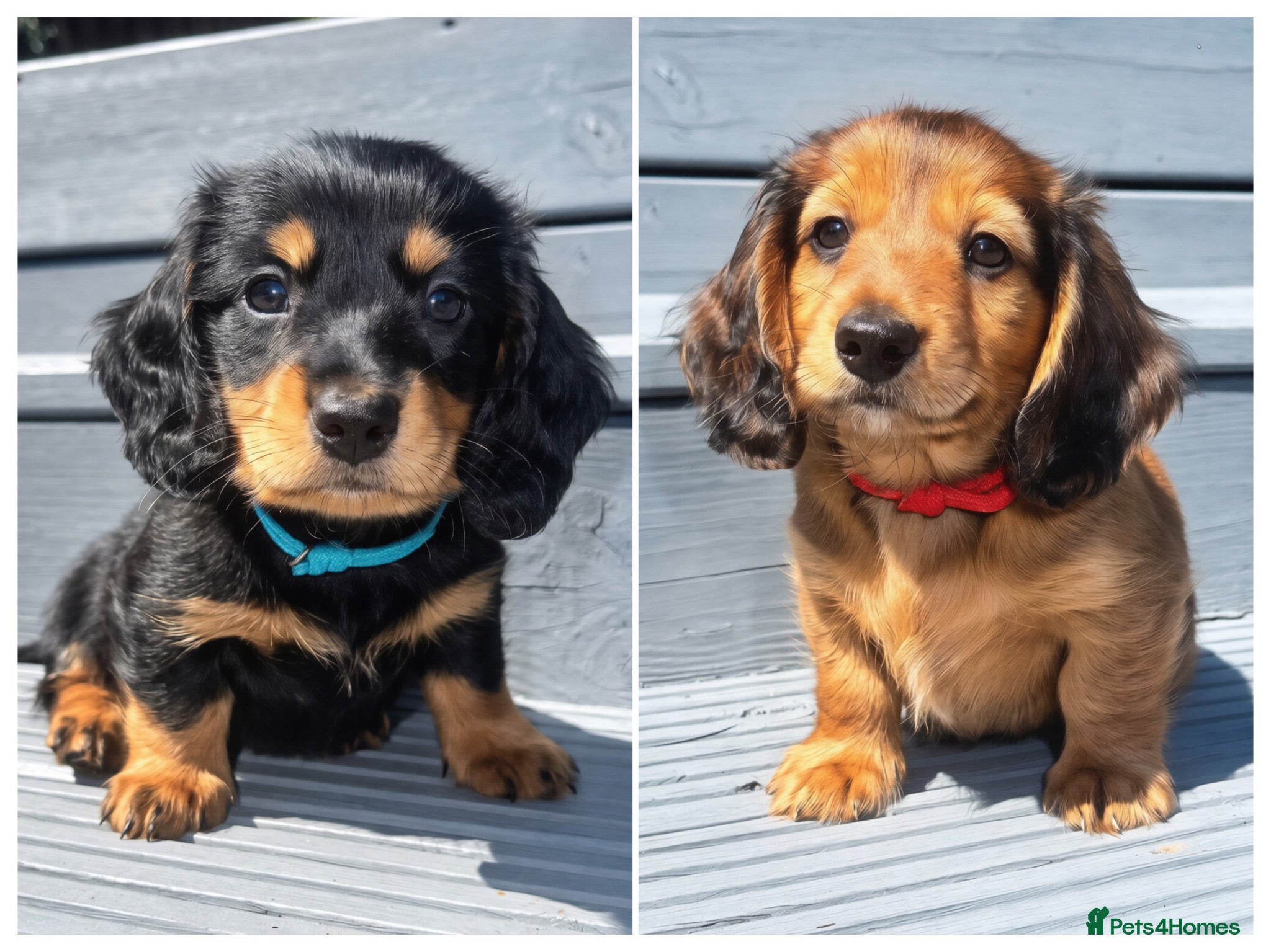 Miniature Dachshund dogs Two Stunning Long-Haired Miniature Dachshund Boys - Advert 13