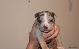 American Bully dogs for sale: 🏡Ready to leave 2 weeks 🔥🦍AMERICAN BULLIES🔥🦍 - Image 13