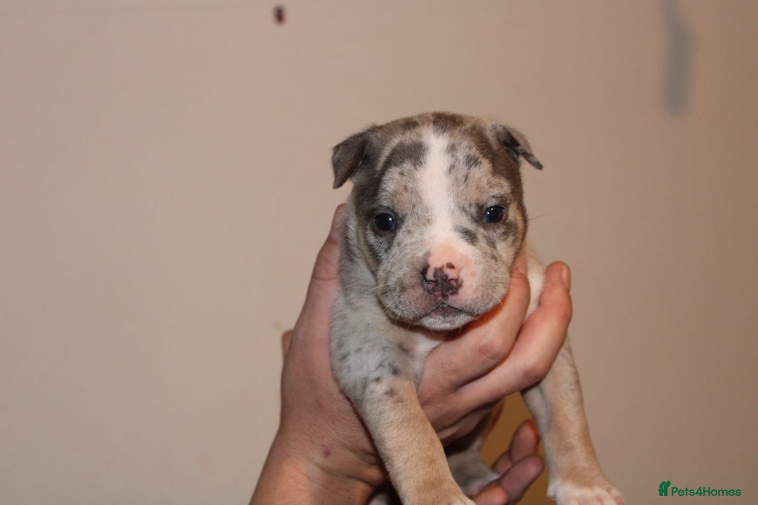 American Bully dogs for sale: 🏡Ready to leave 2 weeks 🔥🦍AMERICAN BULLIES🔥🦍 - Image 13