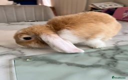 Mini Lop rabbits for sale: Beautiful mini lop rabbits - Image 2