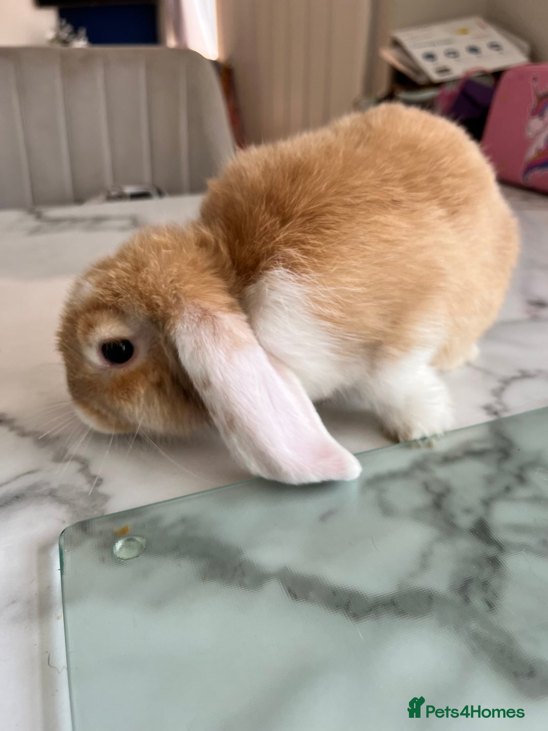 Mini Lop rabbits for sale: Beautiful mini lop rabbits - Image 2
