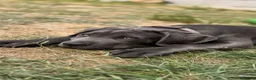 Cane Corso dogs for sale: Beautiful male 12 week old Cane Corso - Advert 11