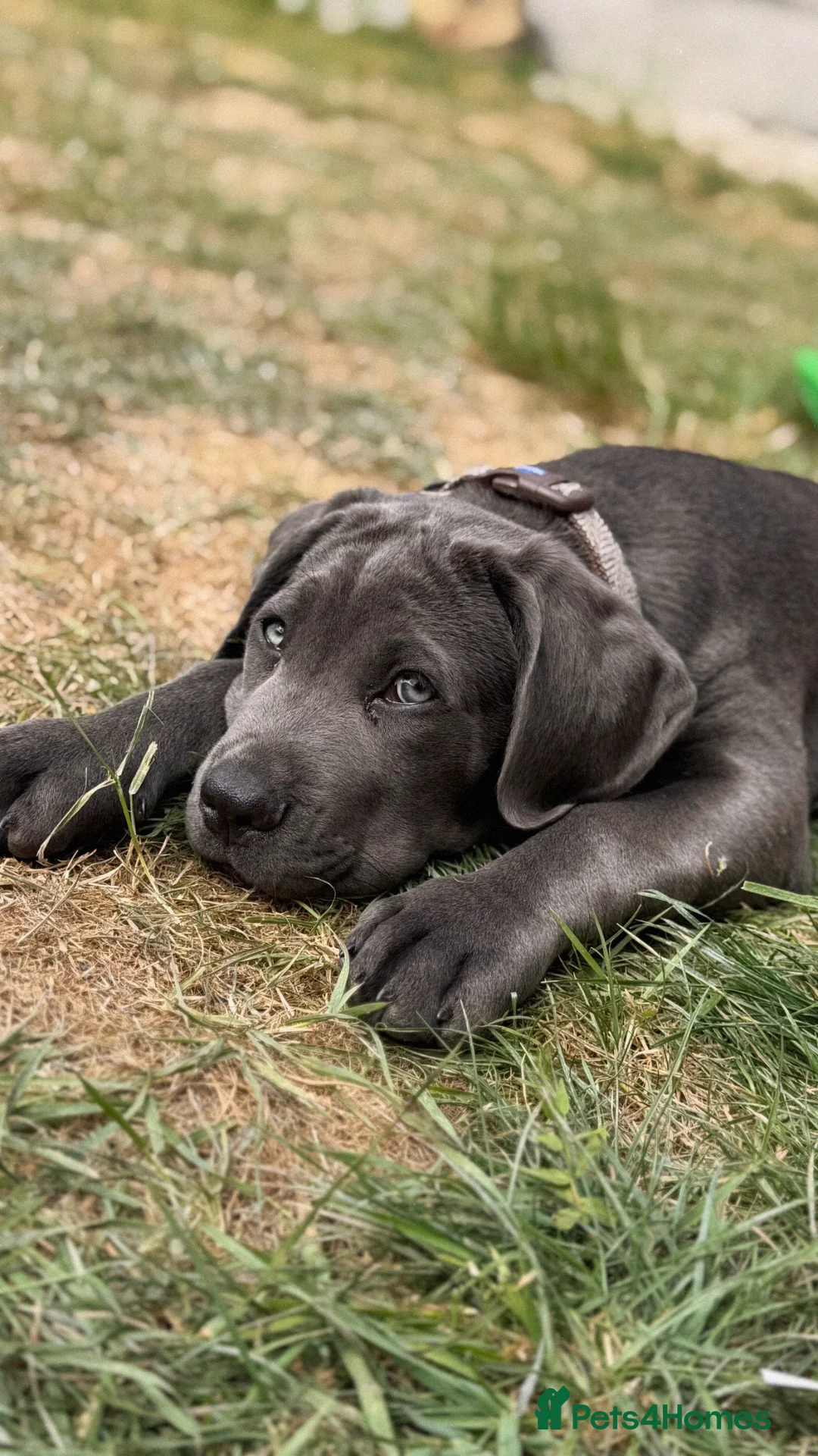 Cane Corso dogs for sale: Beautiful male 12 week old Cane Corso - Advert 11