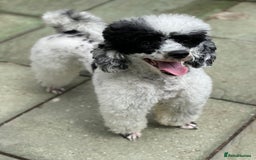 Toy Poodle dogs for stud: Parti Toy Poodle KCregistered PRA PRCD NEG proven - Image 10