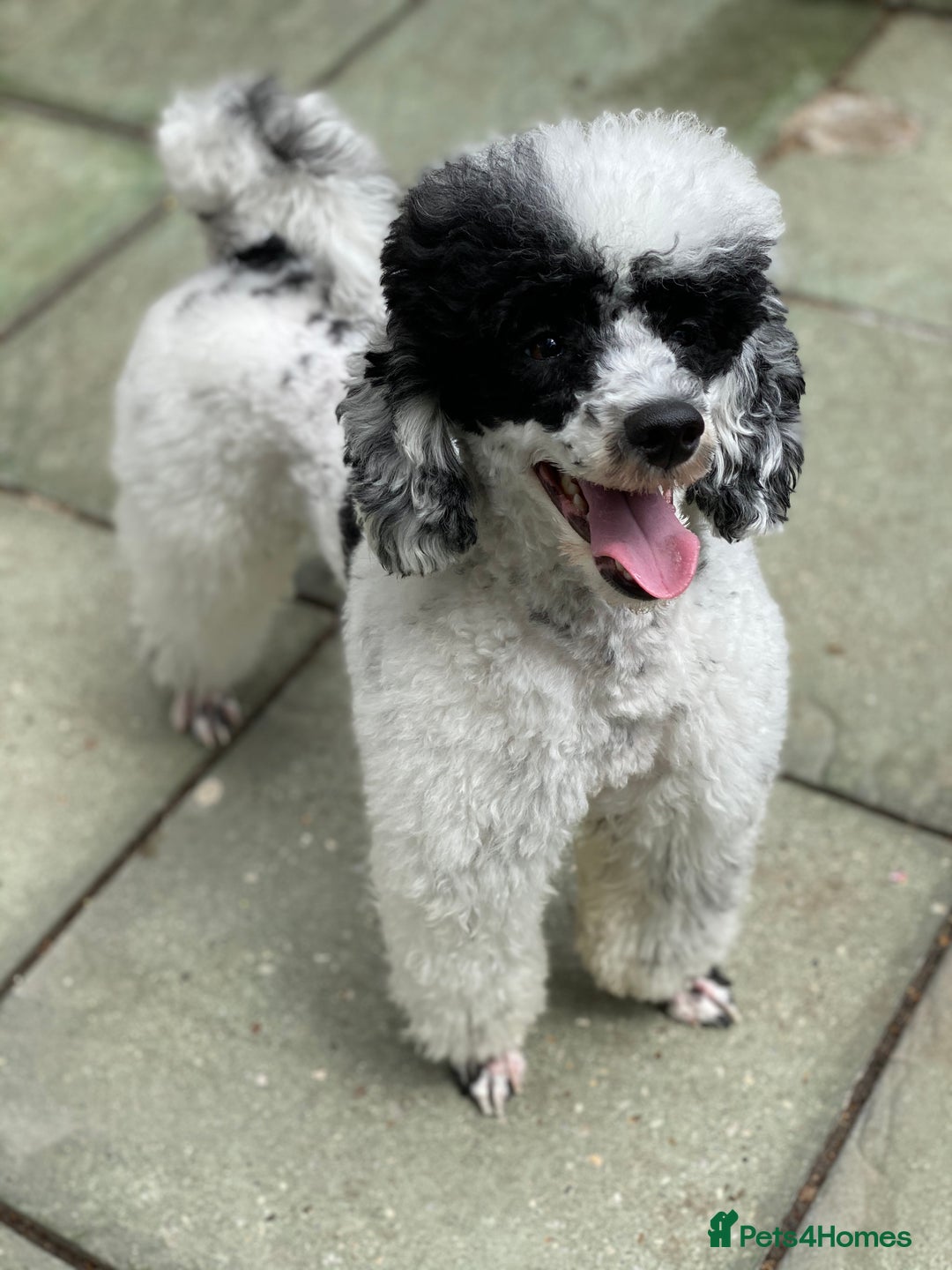 Toy Poodle dogs for stud: Parti Toy Poodle KCregistered PRA PRCD NEG proven - Image 10