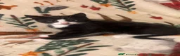 Siamese cats for sale: Lovely Siamese Kittens ready to leave - Advert 3