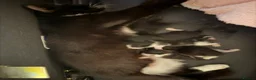 Mixed Breed cats for sale: Mixed Tuxedo kittens - Advert 10
